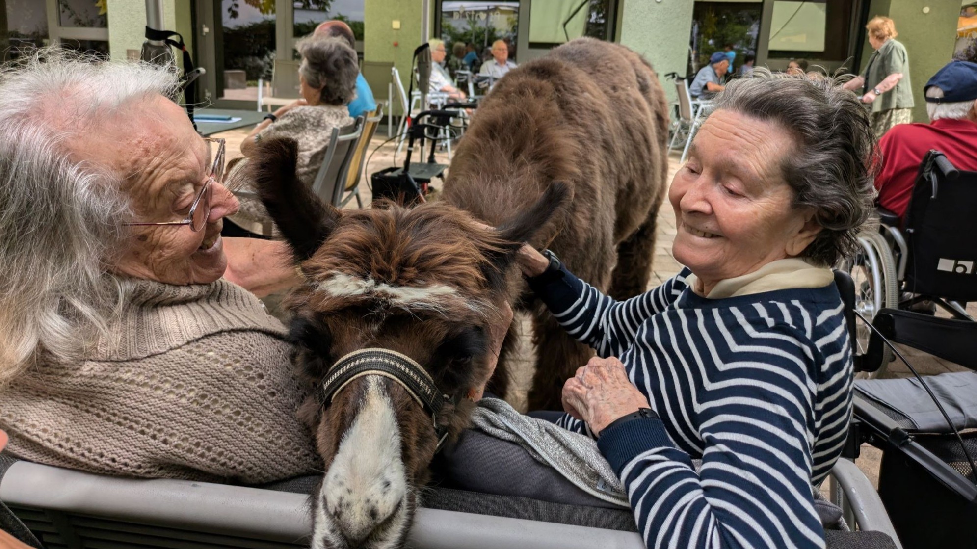 Lamabesuch 2024_9web.jpg